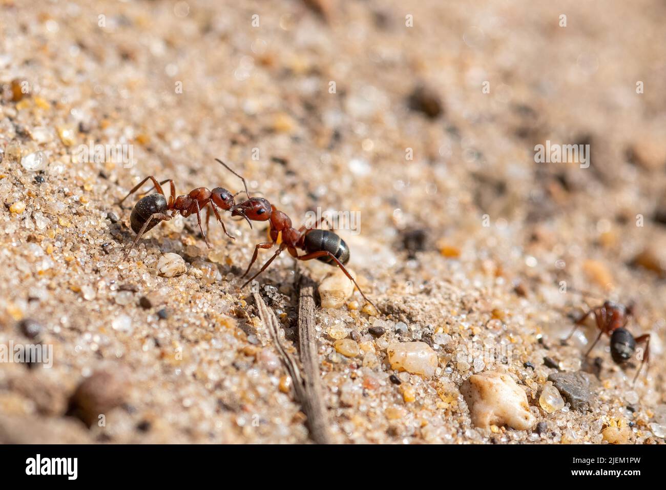 Two wood ants on sandy heath in Surrey, England, UK. Fighting, action, insect behaviour Stock Photo