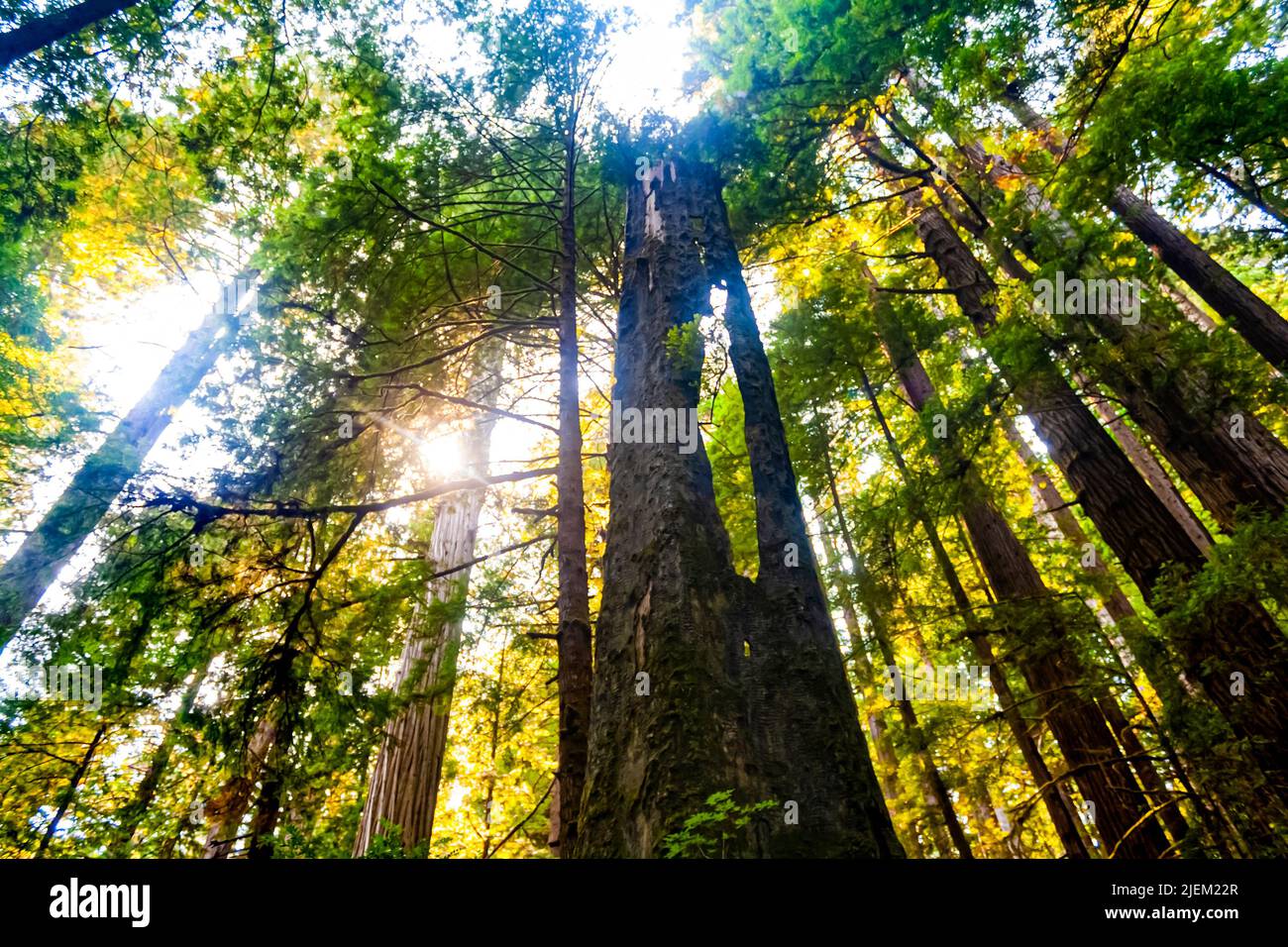 Redwoods in Northern California Stock Photo Alamy