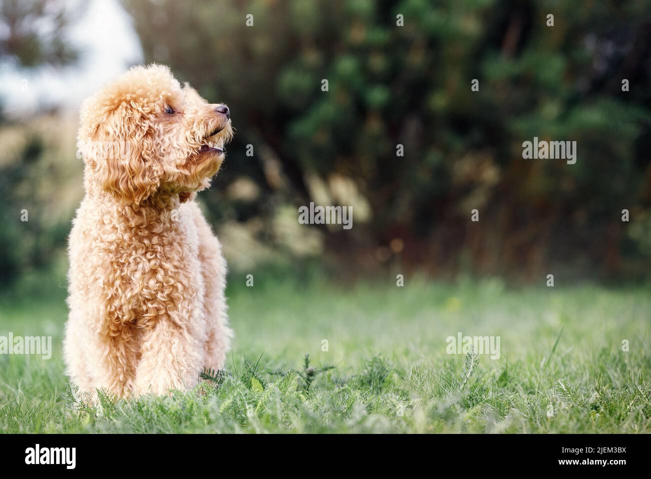 Horizontal green nature background photo with a small beige poodle puppy. The dog agape as if to say something, with a lot of free space on the right Stock Photo