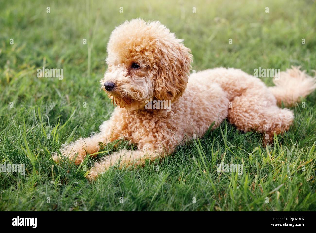 Apricot puppy, small poodle dog posing in front of camera. Small dog in cute pose laying on the grass background and resting. Stock Photo