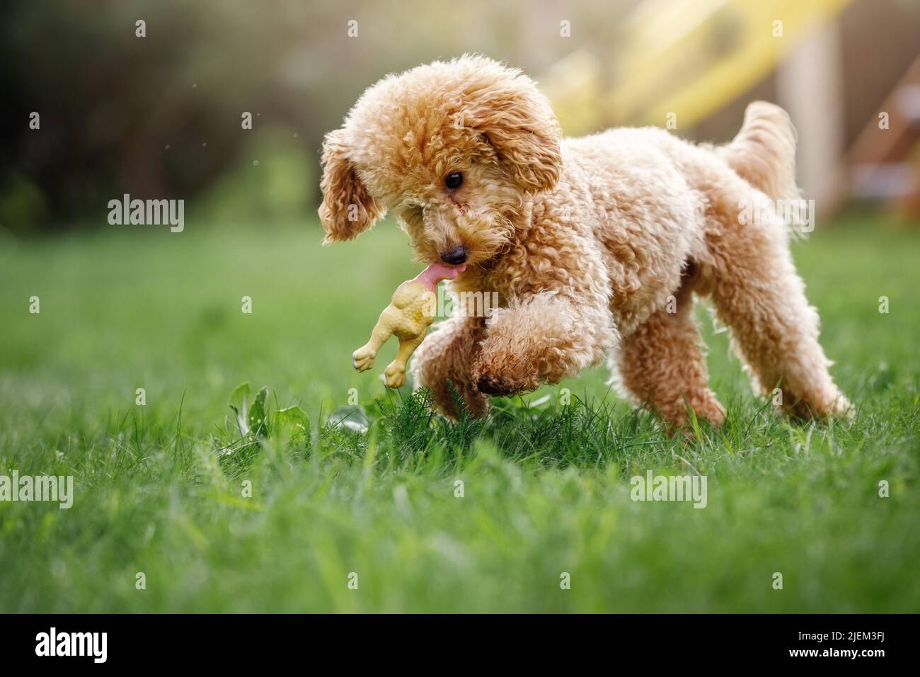 A playful, beautiful, healthy, young poodle is running around in a sunny meadow with its toy rubber chicken. Stock Photo