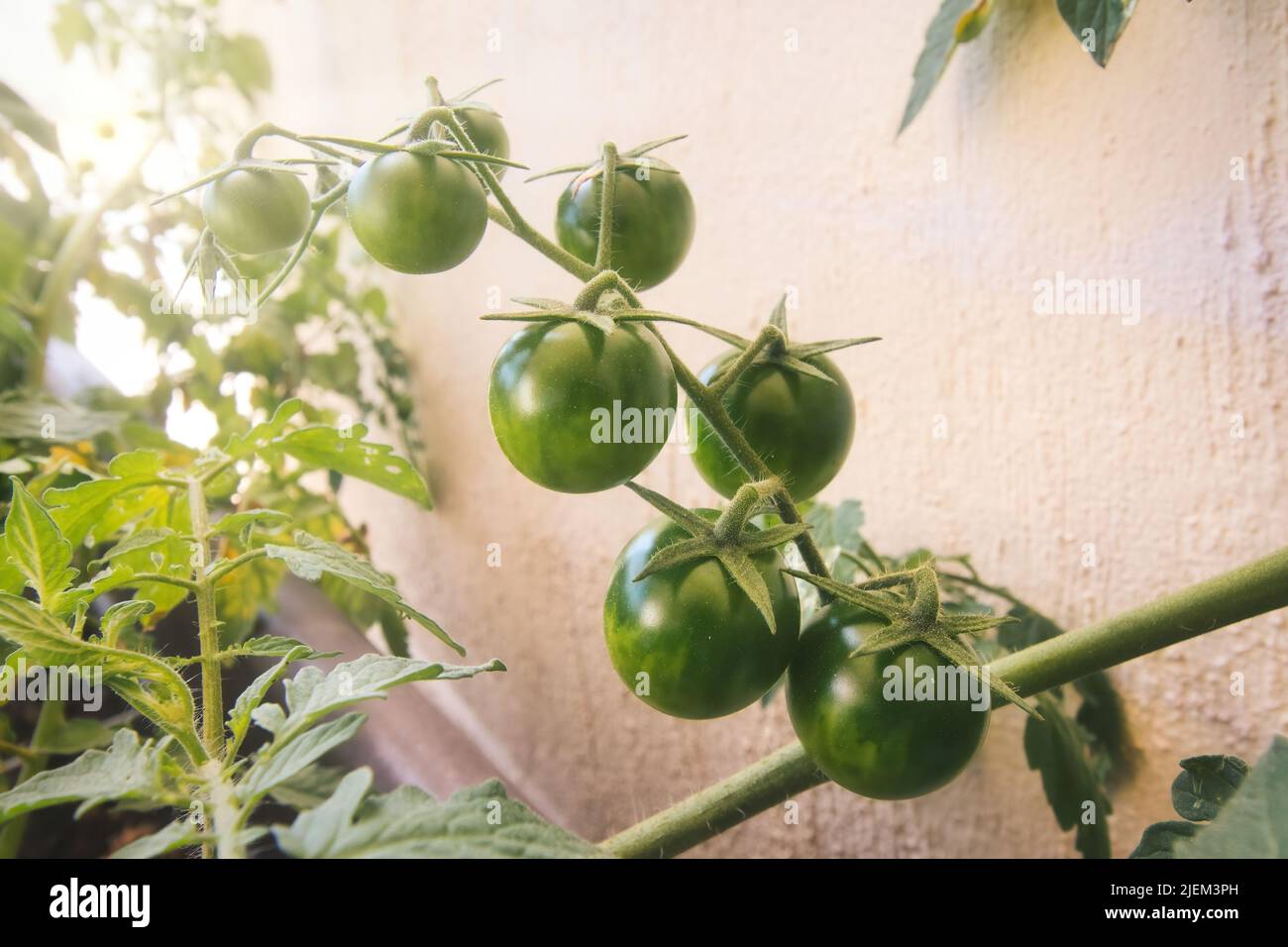 Green unripe cherry tomatoes growing off the stem in a domestic garden plant pot Stock Photo