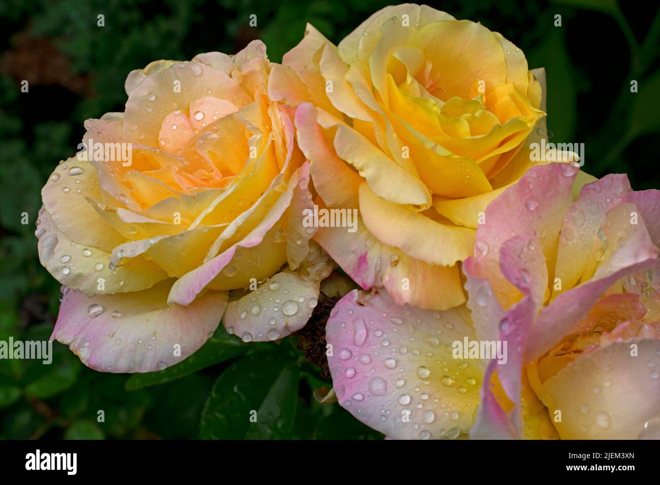 Several, large, pinkish yellow roses on a blurred green background of wet leaves and shrubs -21 Stock Photo