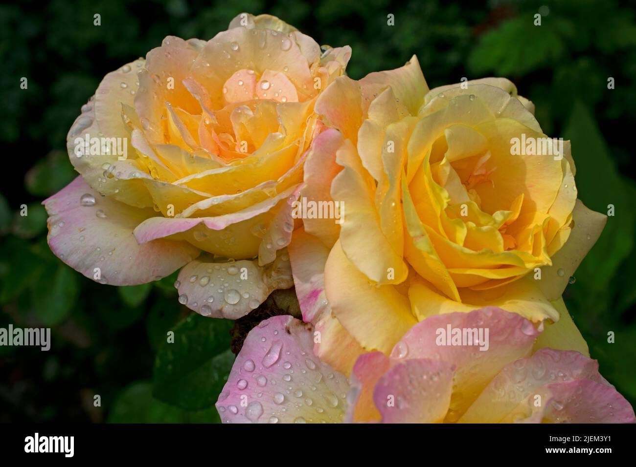 Several, large, pinkish yellow roses on a blurred green background of wet leaves and shrubs -22 Stock Photo