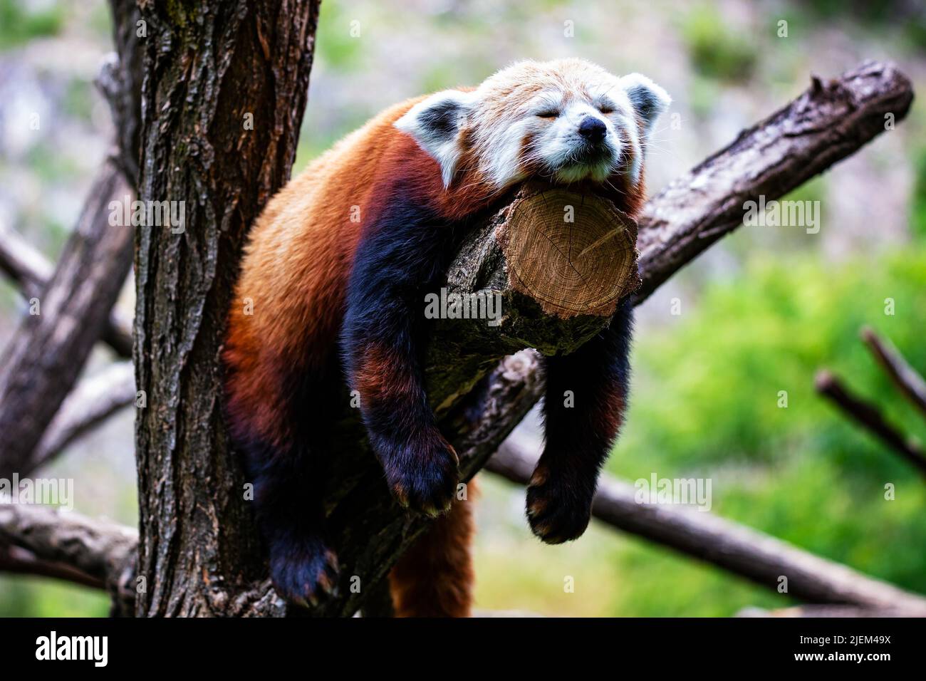 Red panda. Mammal and mammals. Land world and fauna. Wildlife and