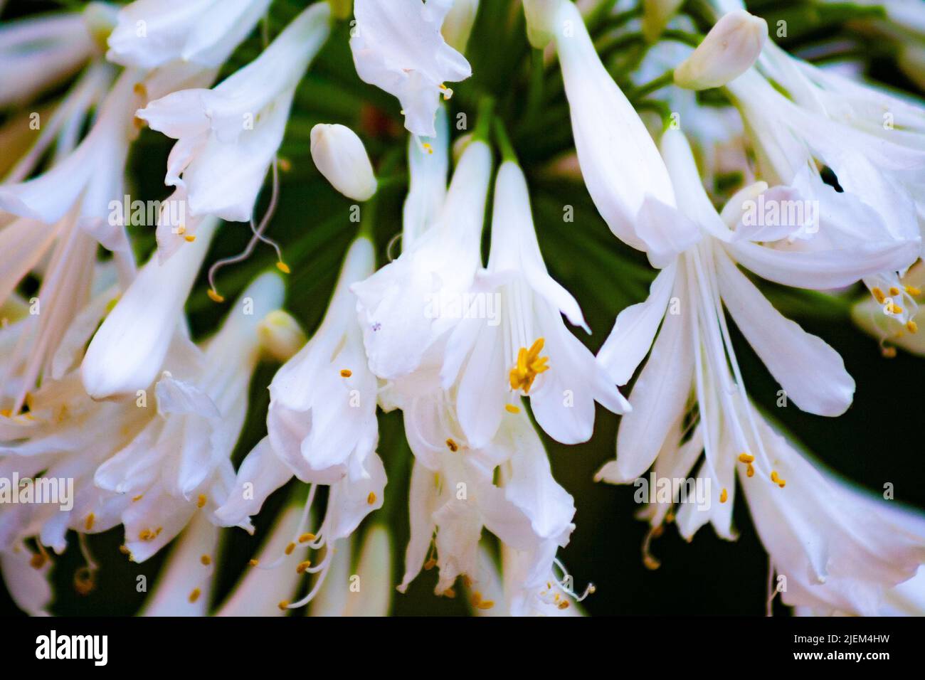 African lily, Agapanthus praecox or Agapanthus africanus Stock Photo