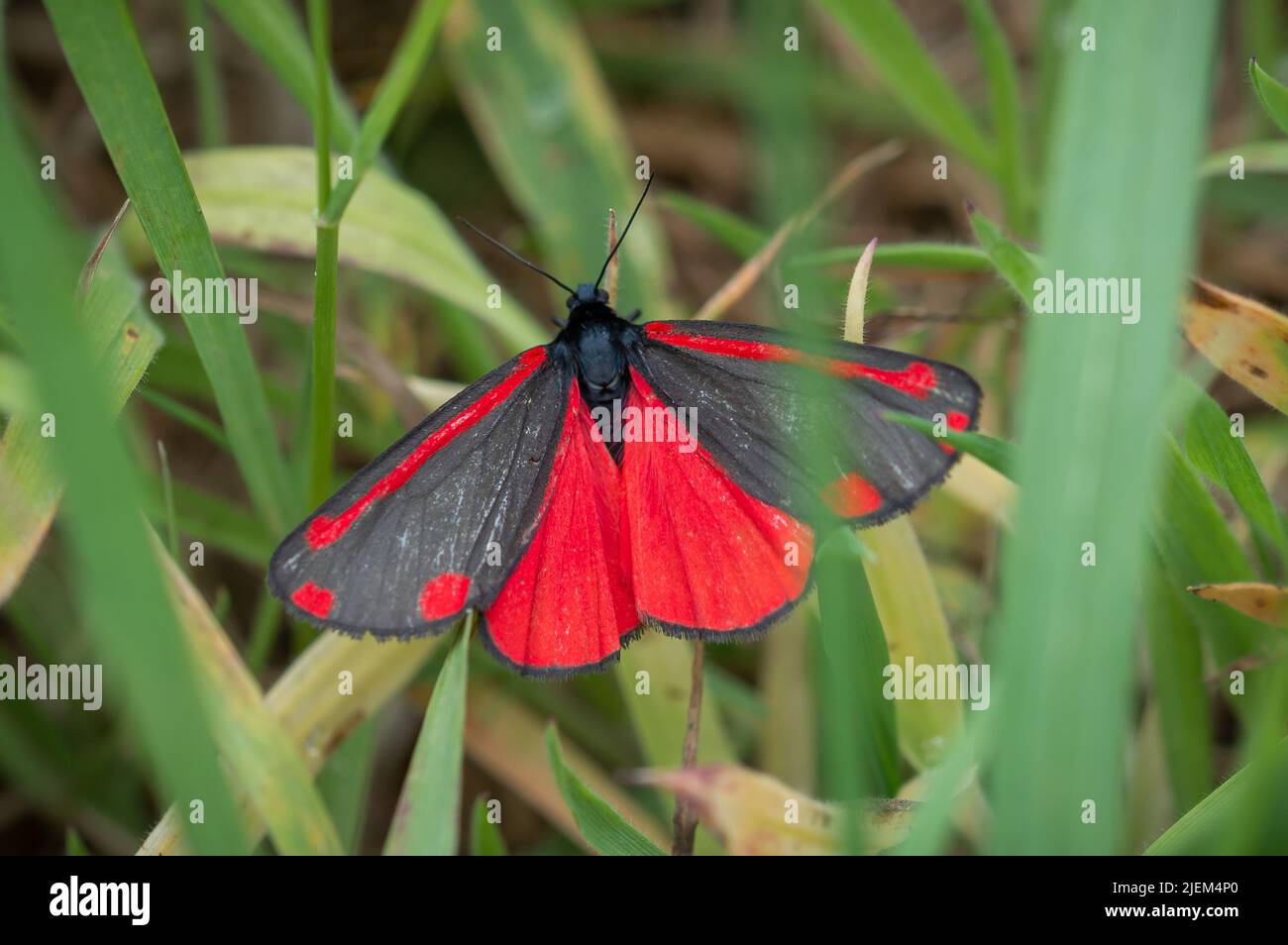 Cinnabar moth among green grass Stock Photo