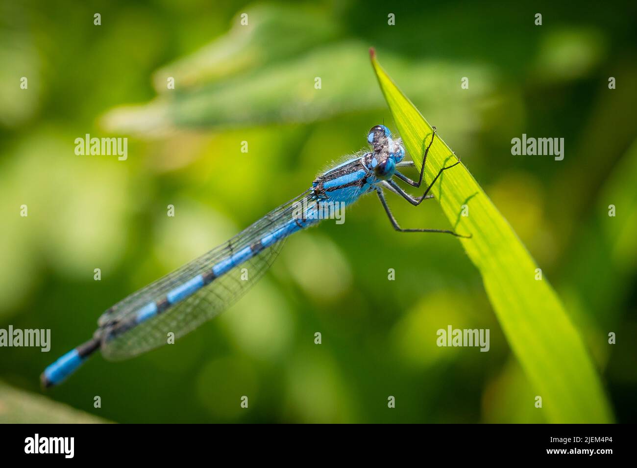 Common Blue damselfly holding on to the end of a reed Stock Photo
