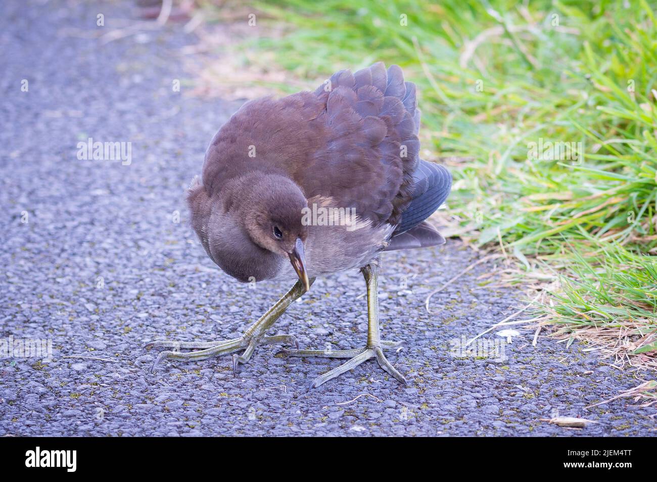 Moorhen juvenile out on a path Stock Photo
