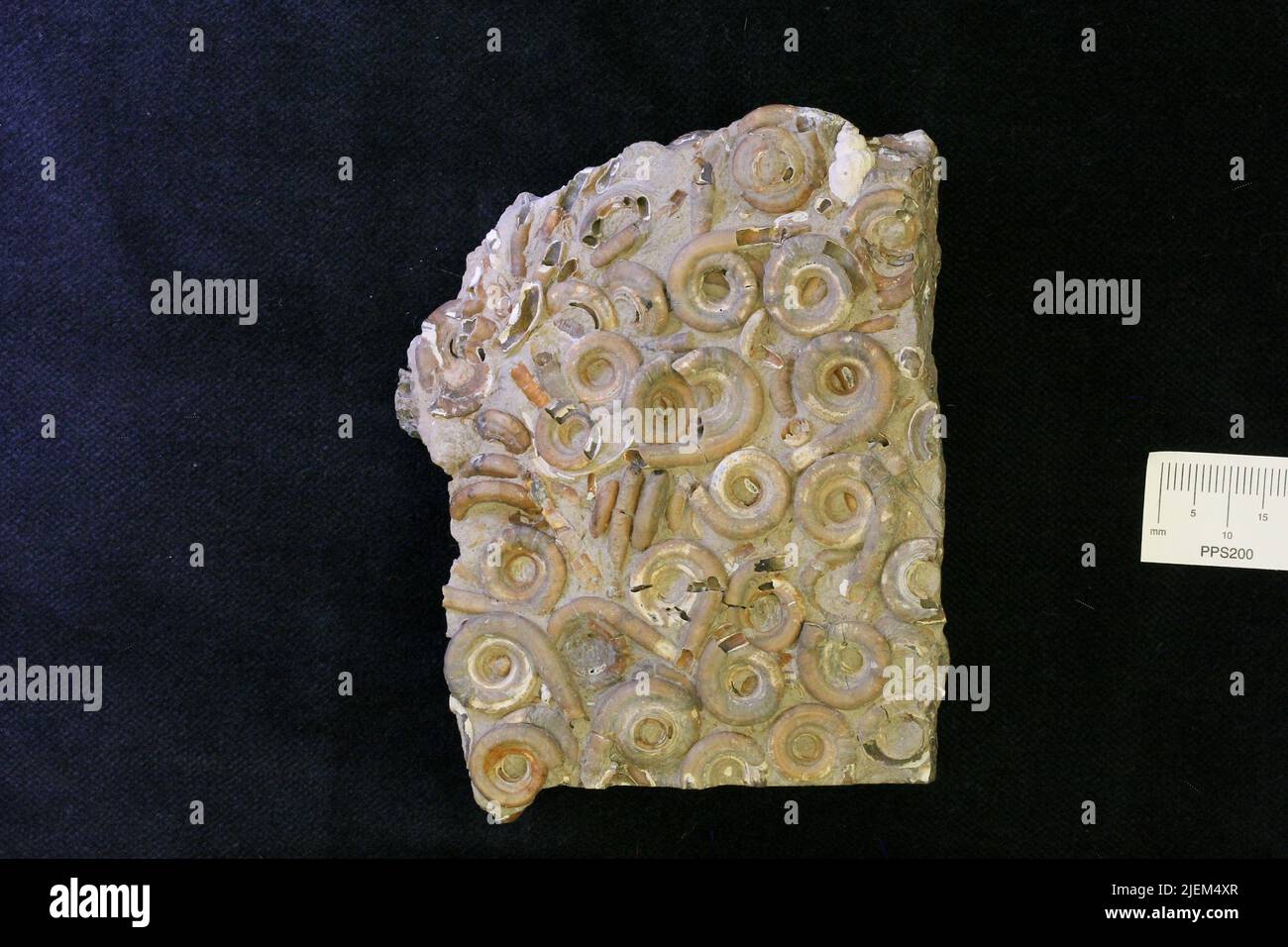 Rotularia hi-res stock photography and images - Alamy