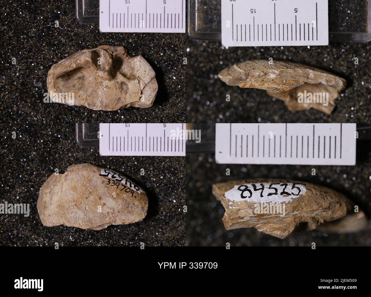 Unio Body Unio bivalve hi-res stock photography and images - Alamy