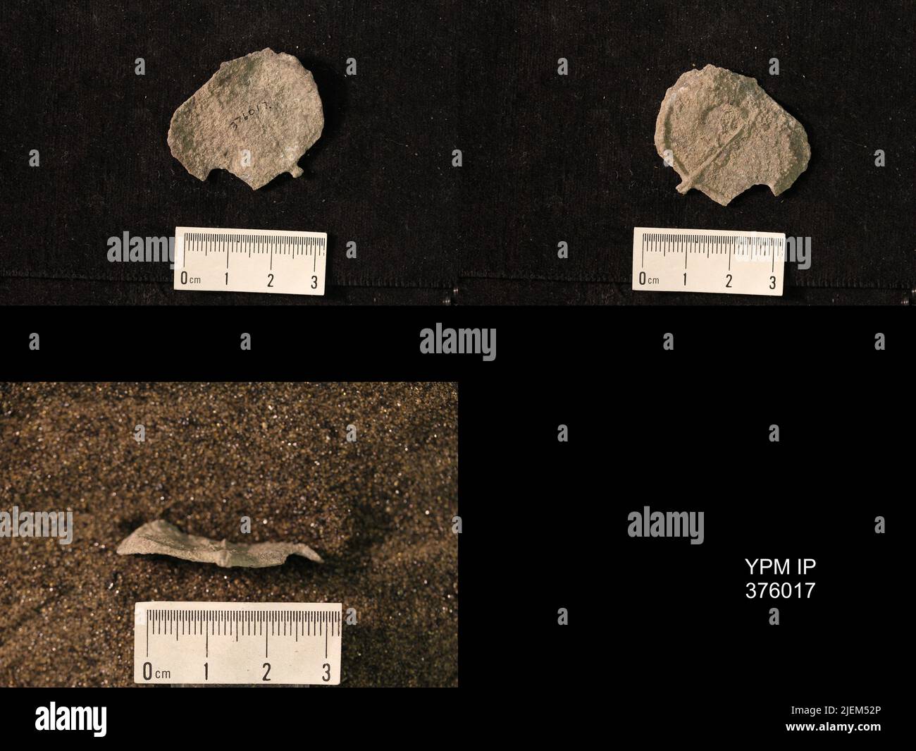 Pustula nebrascensis owen animalia hi-res stock photography and images ...