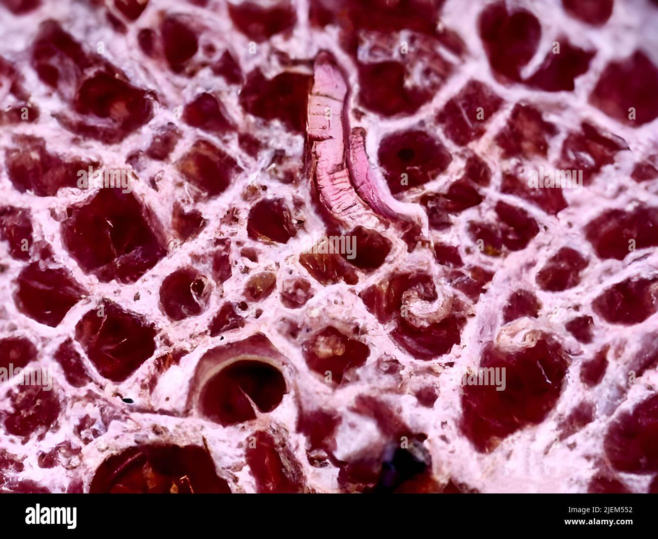A microscopic image of stomach tissue Stock Photo