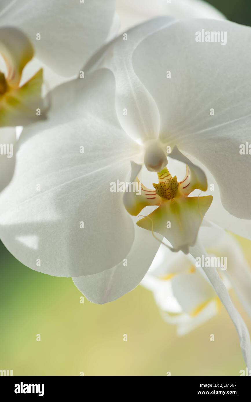 A closeup of a white orchid flower with yellow in the center. A