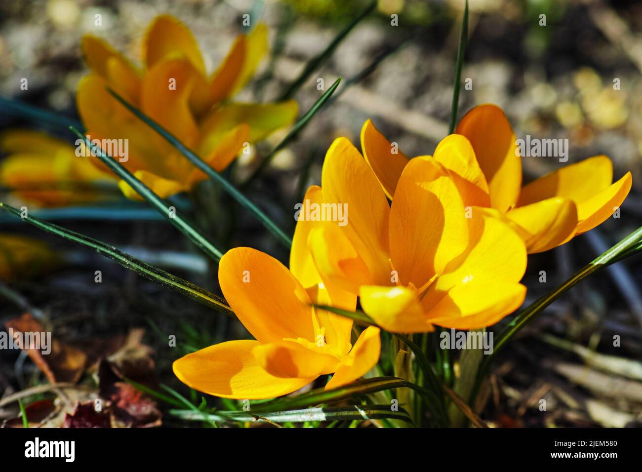 A portrait close-up of beautiful fresh bloomed flowers. The first spring flowers are yellow crocuses in a Giant Dutch crocus (Crocus venues), a crocus Stock Photo