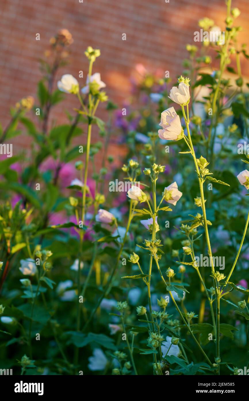 Tall hollyhocks hi-res stock photography and images - Alamy