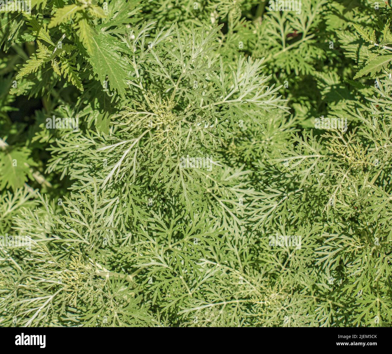 Closeup of fresh growing sweet wormwood (Artemisia Annua, sweet annie