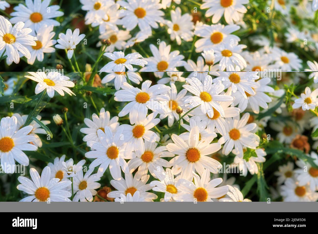 Bunch of white daisies growing in a lush botanical garden in the sun outdoors. Vibrant marguerite or english daisy flowers blooming in spring. Scenic Stock Photo
