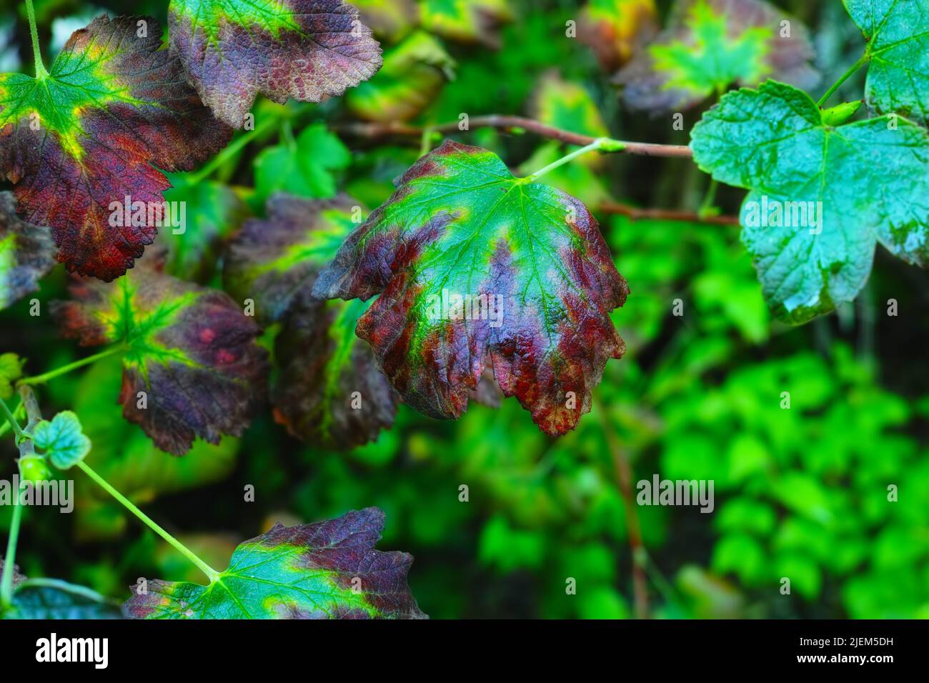 Closeup of drying ivy gourd leaves on a twig and branch outside in a home garden with a bokeh background and copyspace. Coccinia grandis medicinal Stock Photo