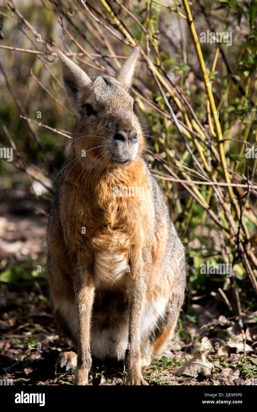 Maras in nature. Wild animals Stock Photo - Alamy