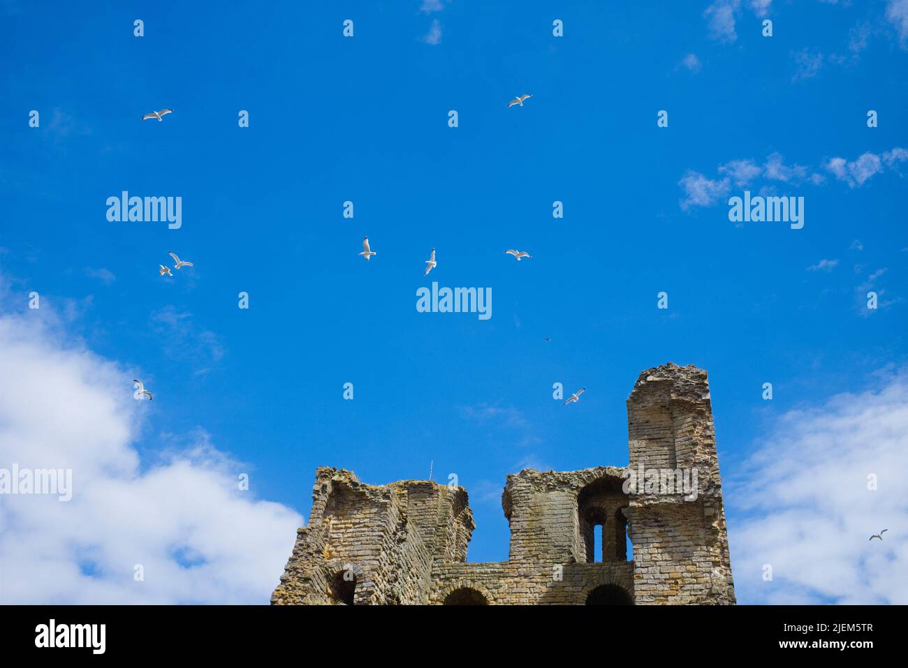 Frightened and scared seaguls flying over the keep at Scarborough Castle as a small drone was being flown there illegally Stock Photo