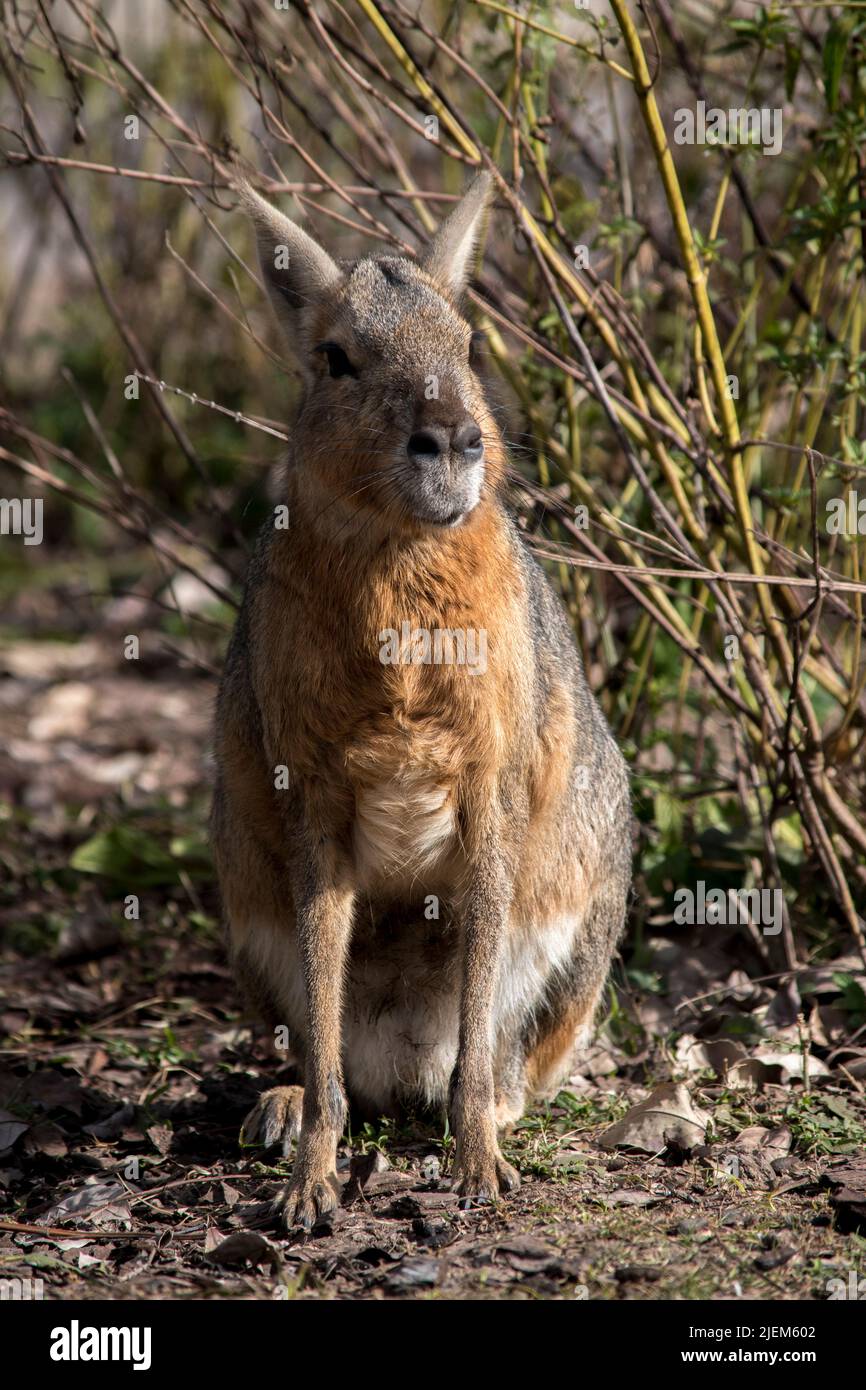 Maras in nature. Wild animals Stock Photo - Alamy