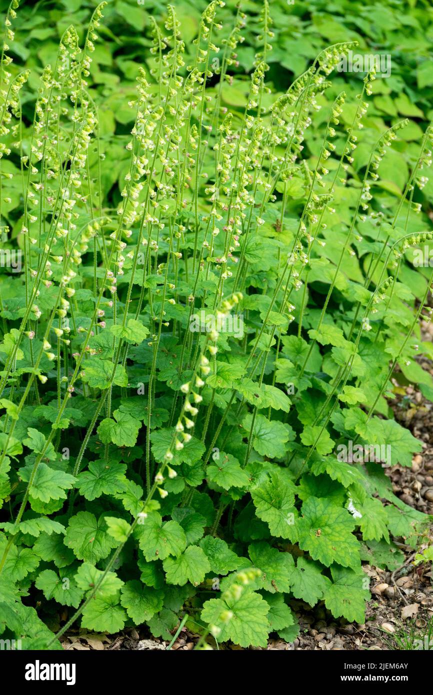 Tellima grandiflora, Growing In Garden Stock Photo
