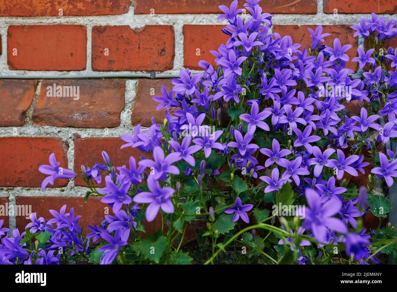 Bunch of purple bellflowers blooming outside against red brick wall. Beautiful floral plants with green leaves growing in a garden or backyard. Many Stock Photo