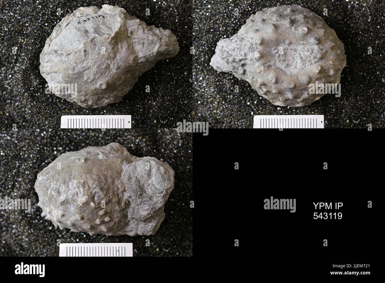 1878 paleontology hi-res stock photography and images - Alamy