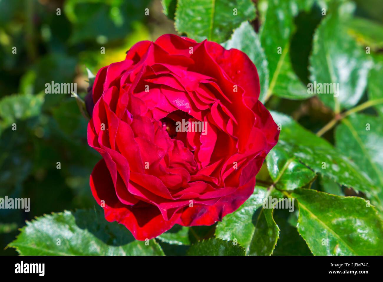 Rosa Red Abundance Rose flowering in English Garden in June Stock Photo