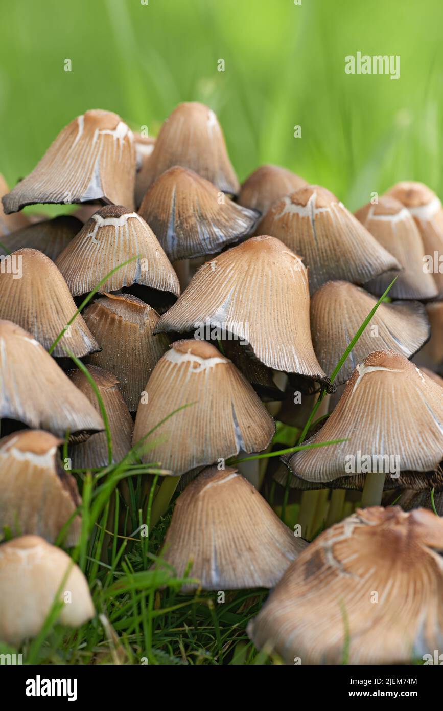 Cluster of mushrooms and bright green grass growing in a garden in spring. Bunch of poisonous fungus spreading in a field in nature on a sunny day Stock Photo