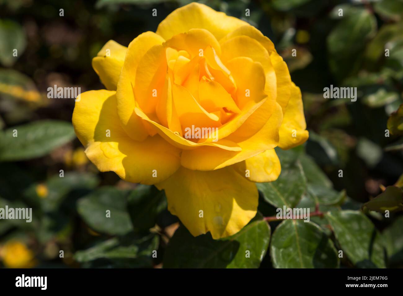 Rosa Keep Smiling Rose flowering in English Garden in June Stock Photo