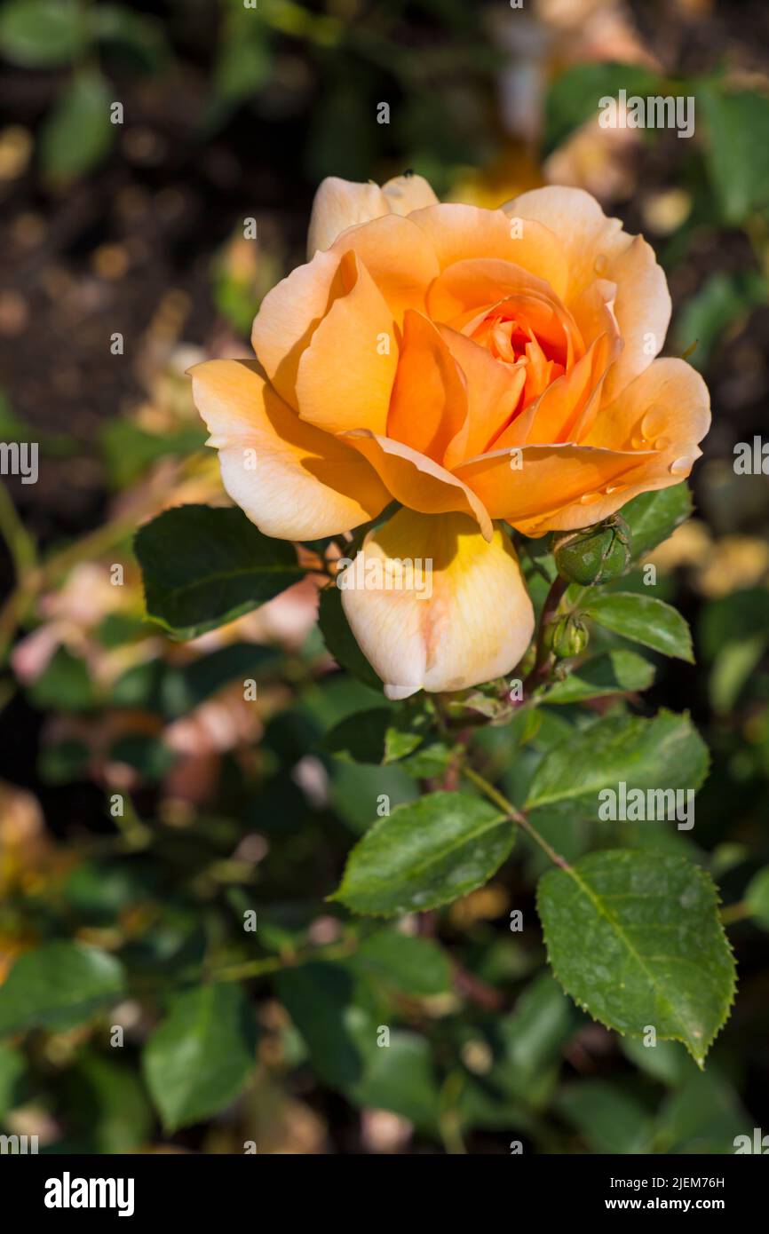 Rosa Dame Judi Dench Rose flowering in English Garden in June Stock ...