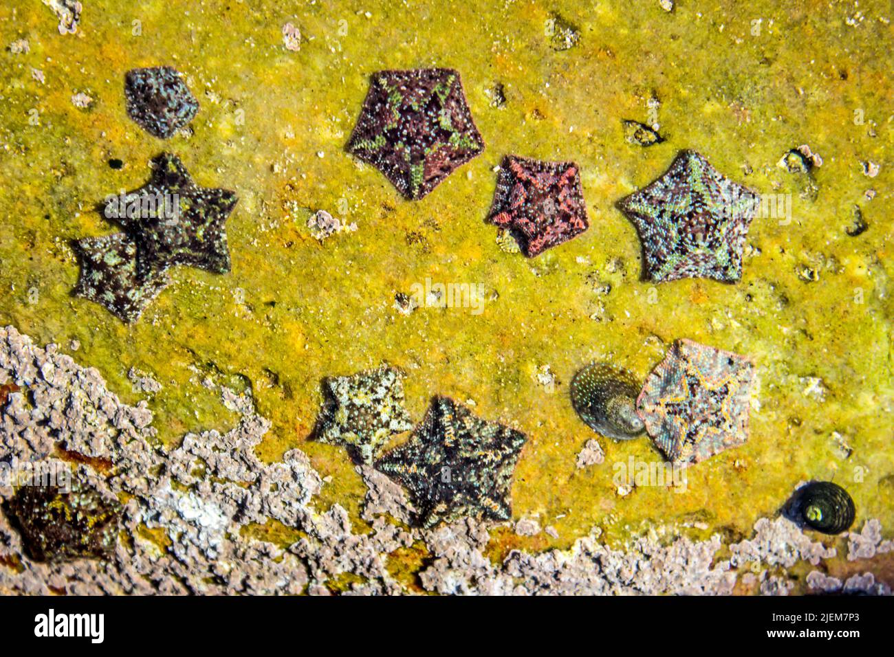 A group of various multi-colored small Dwarf cushion stars, Parvulastra, exigua, in a tidal pool along the Tsitsikamma coast of South Africa. Stock Photo