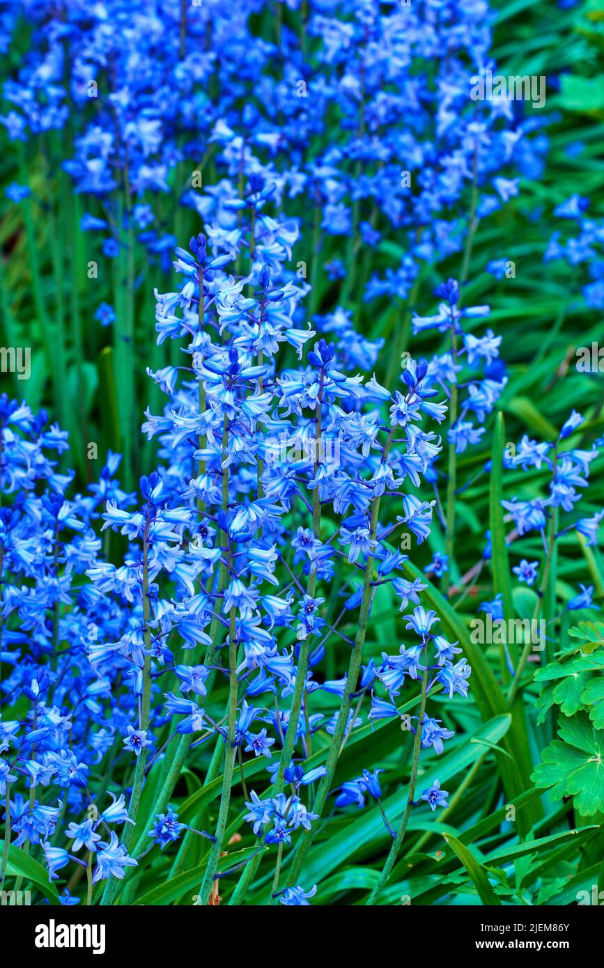 Bluebell Scilla Siberica, blue flowers. Popular landscape plant can be invasive. Squill readily spreads itself and is hardy and cold tolerant. Starry Stock Photo