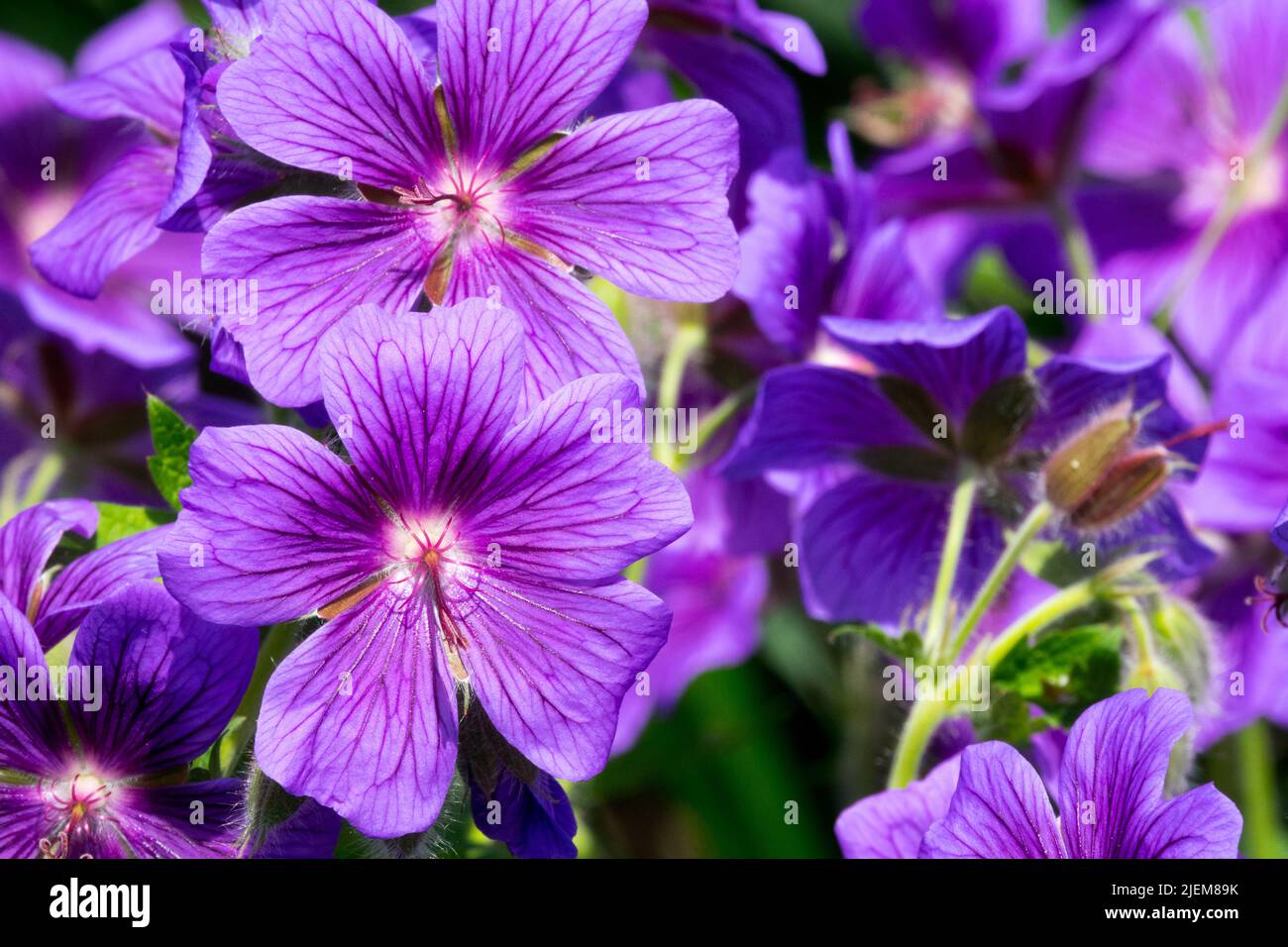 Hardy, Geraniums, Purple, Perennial, Geranium, Flower, Blooms, Geranium platypetalum, Cranesbill flowers Stock Photo