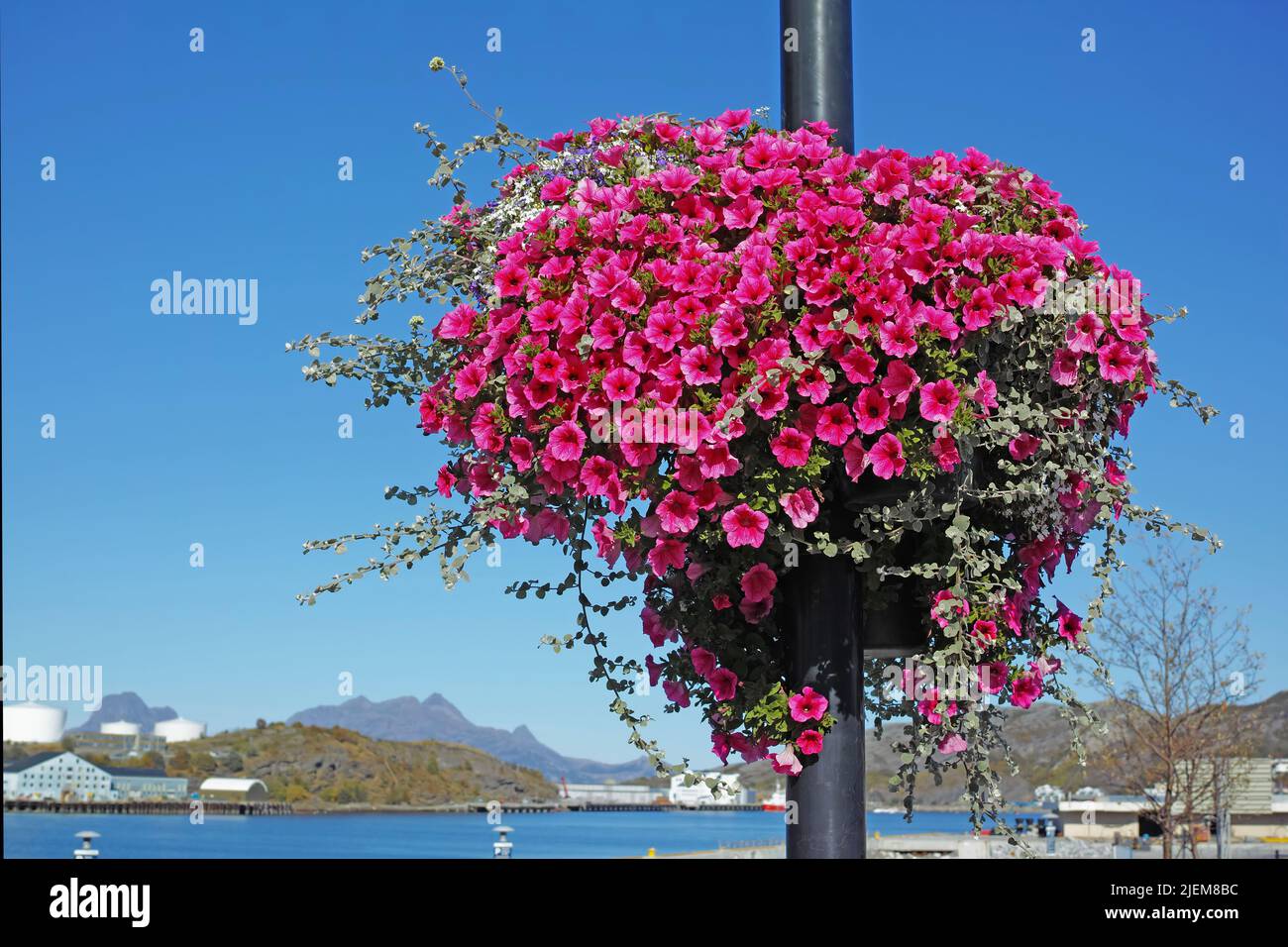 A landscape view of a pink Surfina flower with long vines hanging on a pole. A beautiful image of a cityside street with a pole covered with a pink Stock Photo