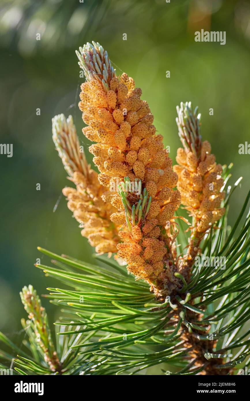 Closeup of yellow pinus masoniana growing on chinese red pine tree with bokeh background. Texture detail of evergreen coniferous fir tree cone and Stock Photo