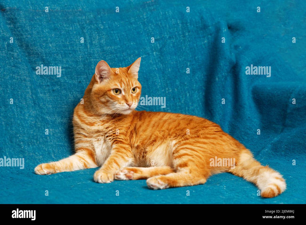Portrait of ginger cat on blue textile background. Copyspace. Stock Photo