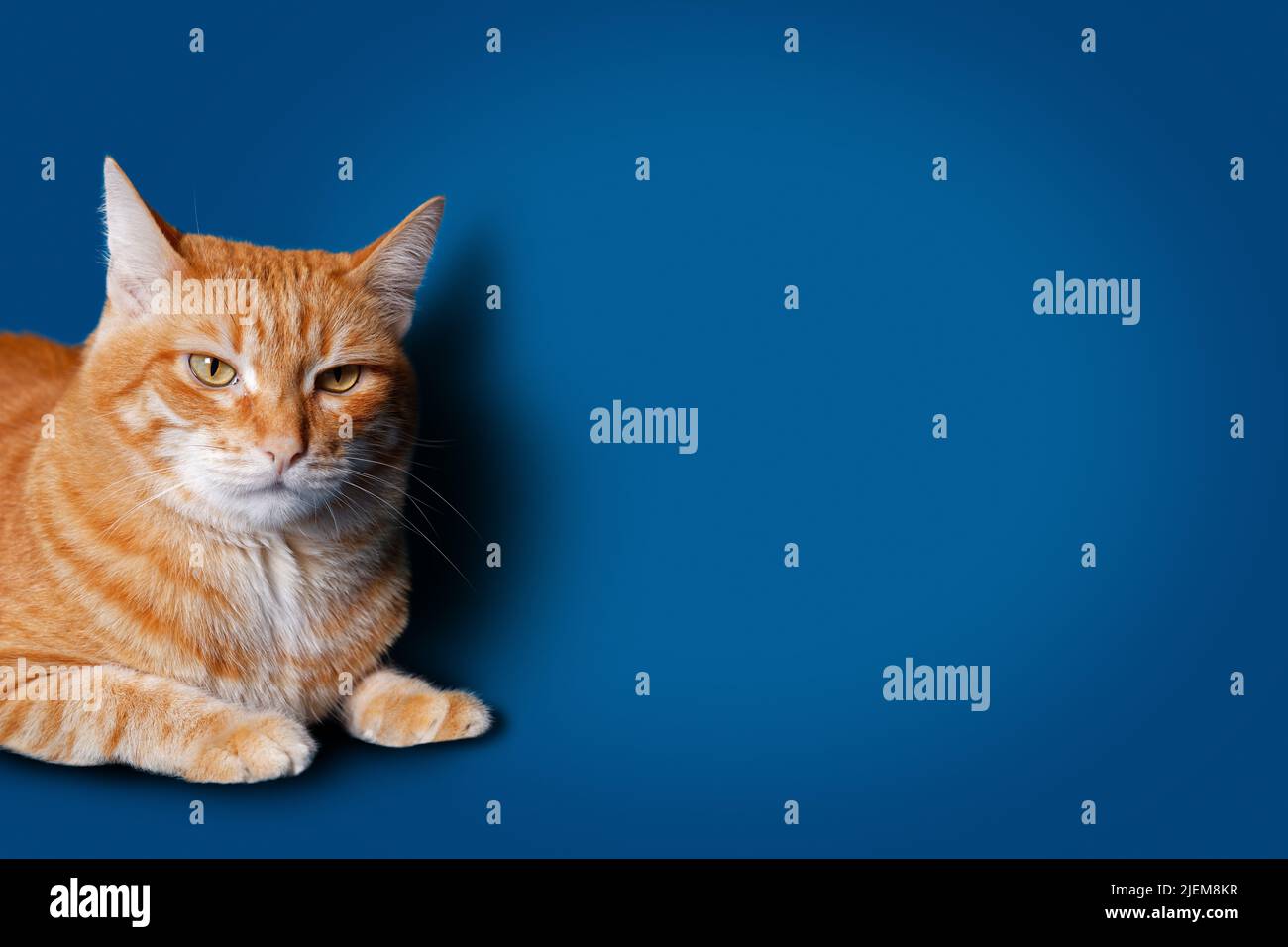 Closeup portrait of ginger cat on blue background with shadow. Copyspace. Stock Photo