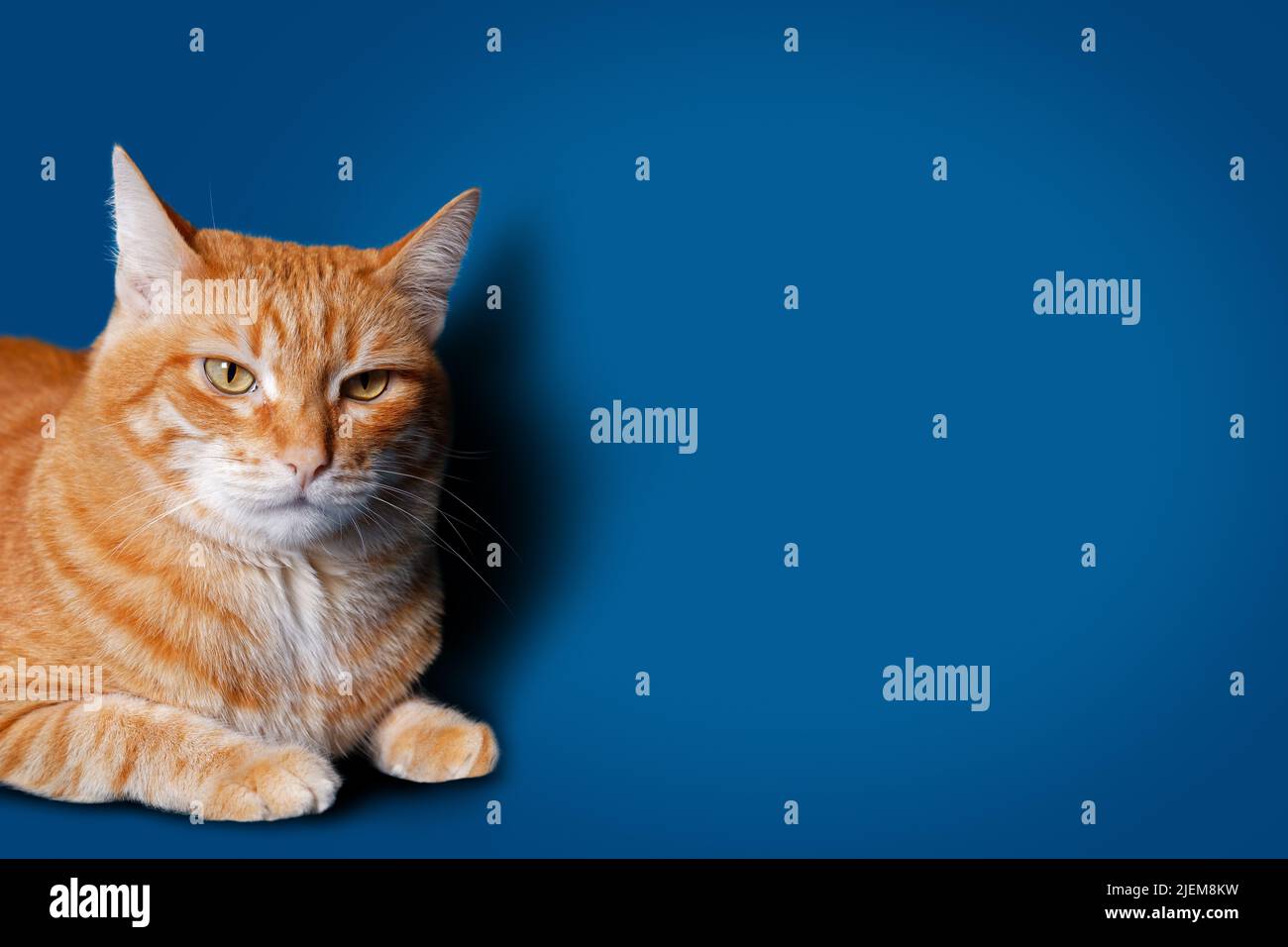 Closeup portrait of ginger cat on blue background with shadow. Copyspace. Stock Photo