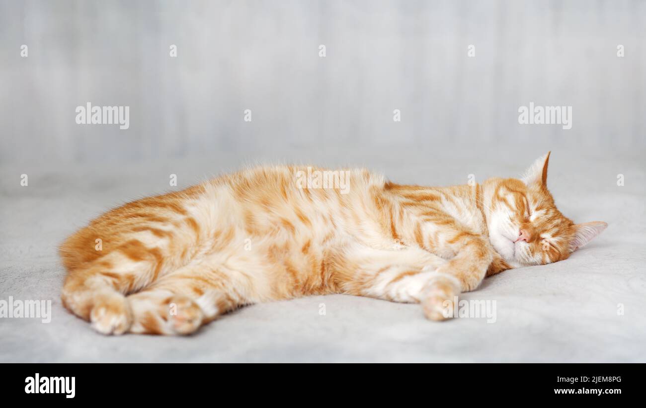 Ginger cat lying on the bed and sleep. Shallow focus. Copyspace. Stock Photo