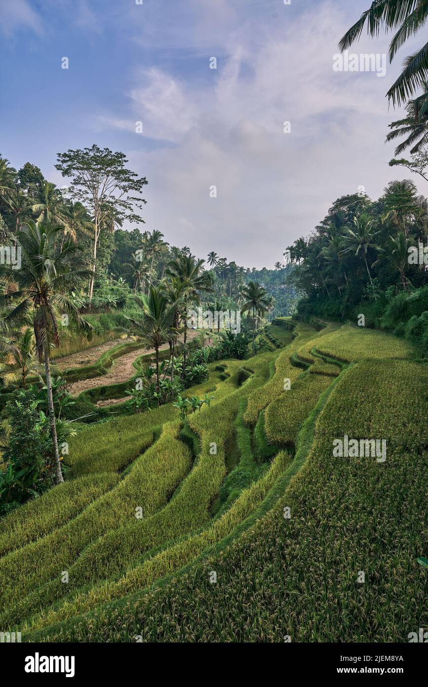 Balinese rice terrace hi-res stock photography and images - Alamy