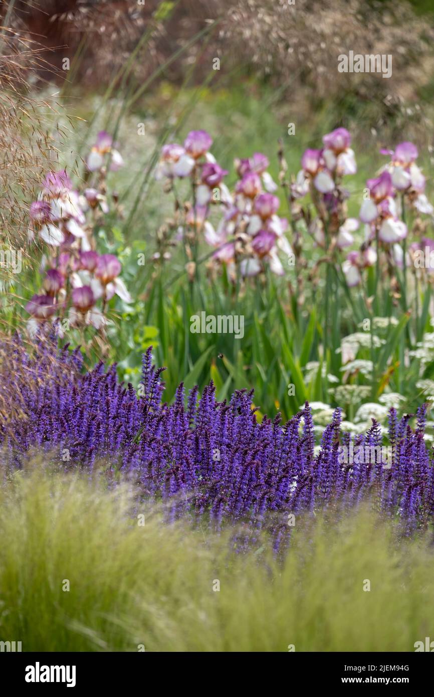 Salvia Rosmarinus, Sissinghurst Blue flowers in full bloom in a