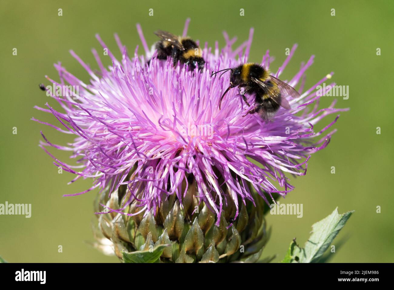 Two Bumblebees on Flower, Maral root, Rhaponticum carthamoides Stock Photo