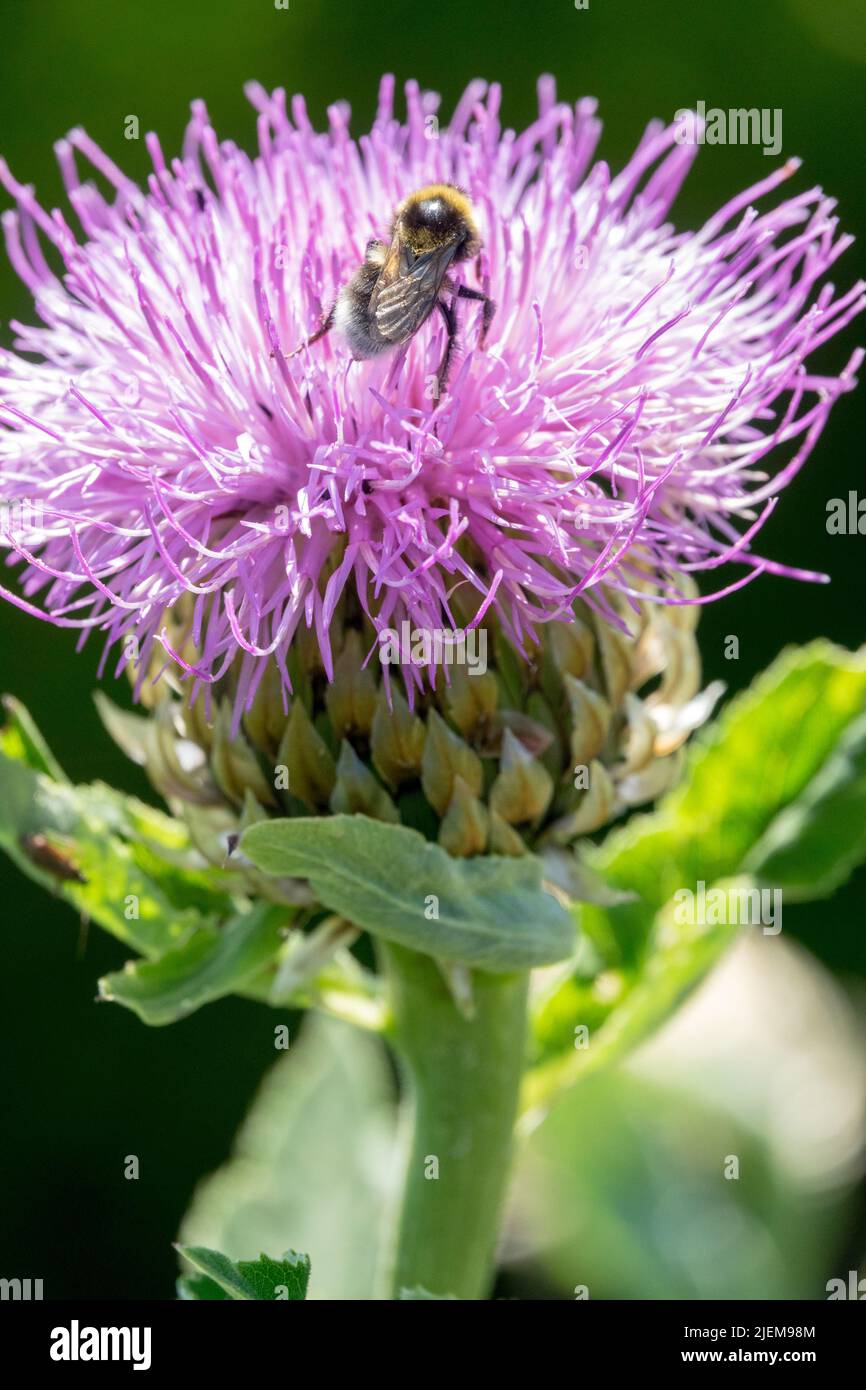 Bumblebee on flower Maral root Stock Photo