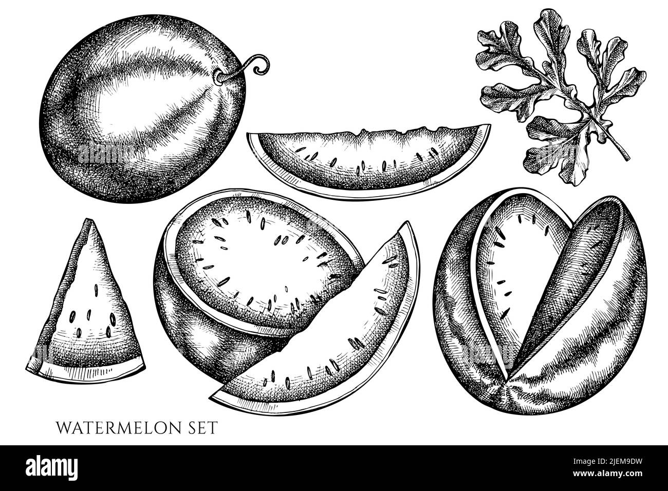 Fruits vintage vector illustrations collection. Black and white ...