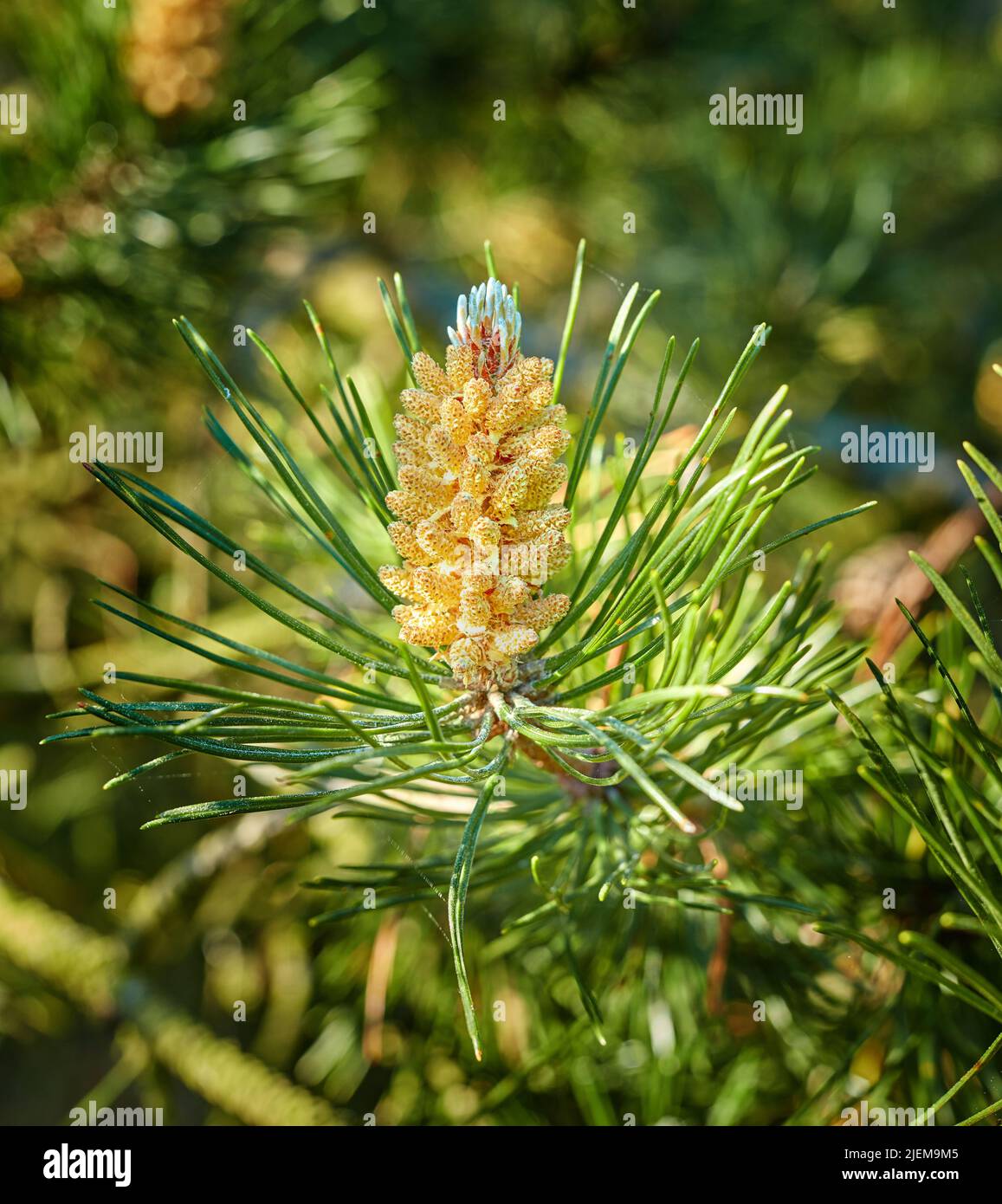 Closeup of a red pine tree branch growing in an evergreen boreal forest. Coniferous forest plant in spring on a sunny day against a blurred background Stock Photo