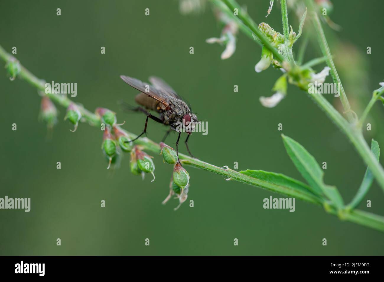 Drosophila Fly Diptera Parasite Insect Macro Stock Photo