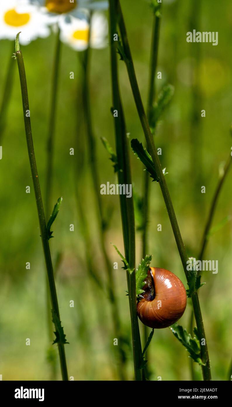 Small orange-brown snail on oxeye daisy stem Stock Photo
